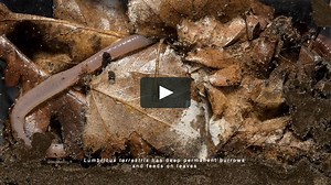 Three earthworm species