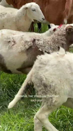 Hair sheep vs wool sheep