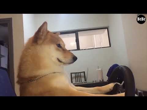 Dog playing the computer game (part 2)