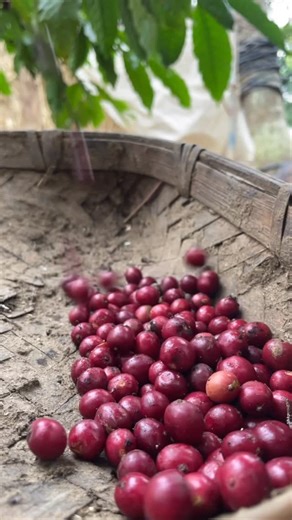 Farm Formulas Malayalam on Instagram: "Monsoon malabar coffee"