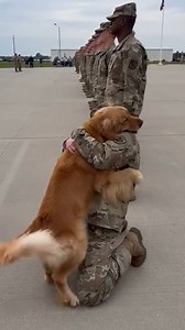 Dog's Heartwarming Greeting for Soldier Fort Campbell, Kentucky — May 12, 2022 A routine military homecoming ceremony at Fort Campbell took an emotional turn this week when a special four-legged guest broke protocol to welcome home its favorite human. As a line of soldiers stood at strict attention on the airfield, a Golden Retriever was seen calmly patrolling the formation, searching for a familiar scent among the sea of camouflage. The viral footage captures the exact moment the dog recognizes