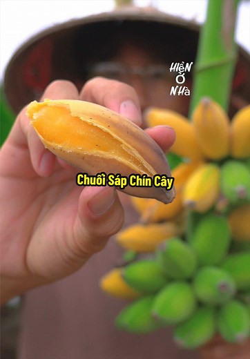 Chuối sáp chín cây: ăn thử vị ngọt dẻo đặc trưng