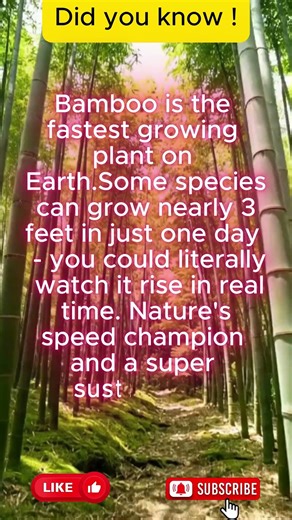 🌱 What if a plant could grow taller overnight? Bamboo’s unbelievable speed will leave you amazed!