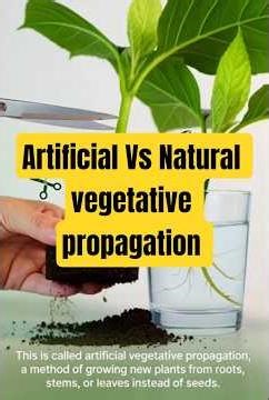 Difference between artificial and natural vegetative propagation #plants #biology #viralshort #facts