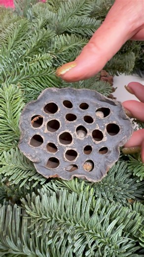 78K views · 223 reactions | Wiring Lotus heads is so easy and look so effective in your Christmas Arrangements | Kays Flower School | Facebook