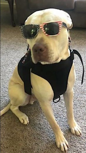 Meet Champ! 🐕 A 6 y/o Staffy/Boxer Mix from Wisconsin who is looking for his new home! 🐾