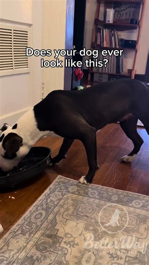 The stiff, nervous posture you see in the beginning of this video is called approach avoidance conflict. Miss Honey wants the treats in the lid, but she’s nervous about dealing with the wobbly surface. Watch her learn to manipulate the surface on her own terms to earn herself some food rewards! This type of body language is common with dogs who want to approach a new person for a treat but don’t feel comfortable being so close, especially after the treat is gone. Worse, many people perceive the 