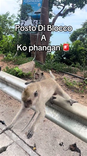 POV: ti fermi 5 secondi a mangiare sul motorino e una scimmia prova a rapinarti 🐒🛵💨 Errore mio: avere del cibo. #pov #tiktokitalia #viral #fail #fyp