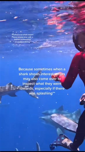 #learnaboutsharks #sharks #sharkdiving #shark #discoversharks | Ocean Ramsey