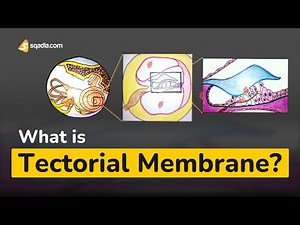 What is Tectorial Membrane? | Human Anatomy and Physiology of the Inner Ear