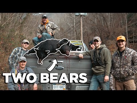 TWO BEARS!! One Day! - Bear Hunting with Hounds