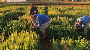 Optimal sowing times for wheat and barley cultivars may soon be at our fingertips