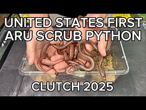 ARU SCRUB PYTHON CLUTCH | FIRST EVER IN USA