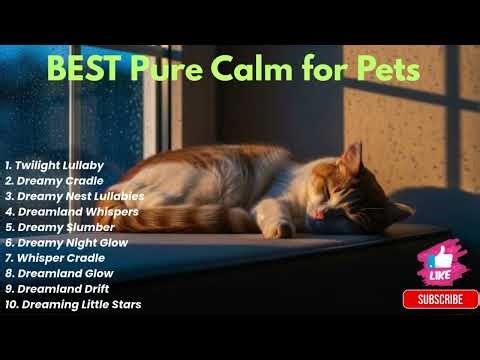 My Cat is Weak: 3 Ways to Help Your Sick Kitty Feel Better