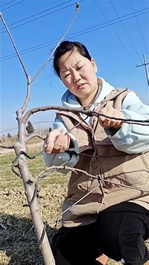 Fruit tree branch pulling first softens the branches and uses a branch puller#Fruit tree branch