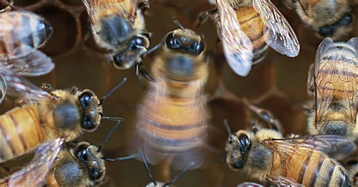 Bee Dancing is Better with the Right Audience