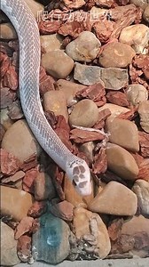 A Florida kingsnake #kingsnake #snake