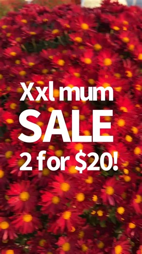 Only a bit of xxl mums left but what’s left is on sale! 2 for $20! Plus annuals are $10 for $10! Open Fri and Sat 9-3 | Malaga Garden Center: Landscaping, Greenhouse, Florist & Gift Shop