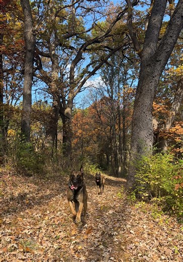 off-leash freedom is earned #malinois#fyp#nature#trails @E-Collar Technologies