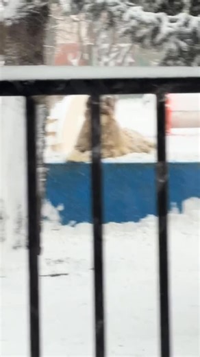 Harbin SHS Animal Rescue on Instagram: "In his absolute element. Don’t worry, they will be going inside now. Even though the snow is fun for the big dogs they get wet. So they will have to go inside early and the workers dry them off. Malamutes and huskies might be let out again this afternoon but the snow is coming down hard!"