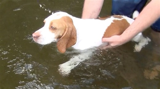 Dog dives into the pool for the very first time