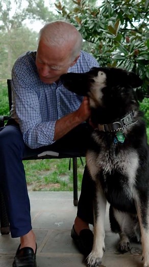 Joe Biden's German Shepherd, Major, will make history as the first rescue dog to live in the White House. 🙌 https://peoplem.ag/3n40qEt | People