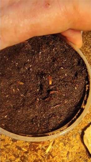 Grow your own banded crickets from eggs.