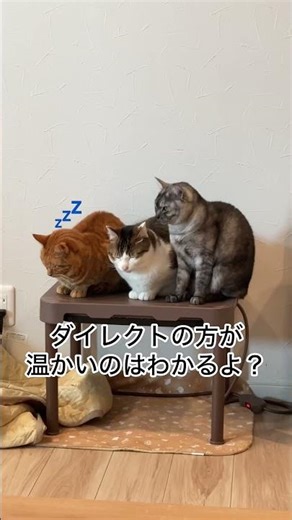 こたつの布団を毎回ひっぺがす猫たち。笑 #小判つる姫あさひ #猫のいる暮らし #猫のいる生活 #cat #保護猫 #ネコハラ #ねこのいる生活