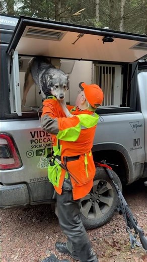 THE HUNT IS ABOUT TO BEGIN - Preparing my dog for a wild boar hunt