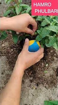 Get Heavy Flowering In Fuchsia Plant | #shorts
