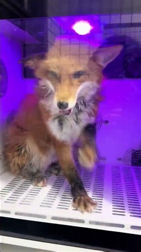 The Adorable Fox's Glass Cleaning Adventure
