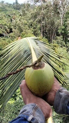 Ezot Zit on Instagram: "Kupas kelapa muda berasa di udara"
