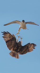 25K views · 941 reactions | Peregrine Falcon aka Maxine VS Rad-tailed Hawk....#falcon #peregrinefalcon #birdsofprey #redtailedhawk | Tohid Azimi | Facebook