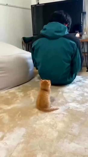 Havana Brown on Instagram: "Soo Cute  . . . Follow :@havanaa_brown . . . #cat #catlover #catlife #catlovers #catsofinstagram #cats_of_world #cats_of_instagram #catlove #catmemes #catloversclub #funnypets #catstagram #instacat #viral #meaow #usa #instagood #photography #fashion #catoftheday #catsagram #caturday #reels #funnycats #funnyvideos #memes #cutecat"