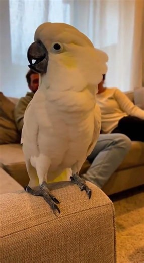 Angry Cockatoo's Fierce Rant!