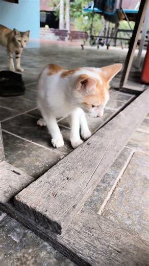 Candy exploring around the porch on a beautiful morning ☀️🐾#CandyTheCat #CuteKitten