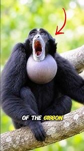 The Siamang Gibbon Has A Balloon On It's Neck And Is The Loudest Ape in the Jungle