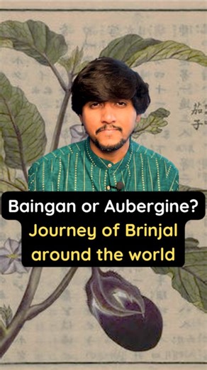 Paritosh Sinha on Instagram: "Brinjal has been with us since the Harappan Civilisation. In Rakhigarhi which is one of the largest Harappan sites, archaeologists found remains of cooked brinjal with shards of pottery. Amongst the several vegetables that we consume in our daily lives, brinjal is amongst the very few that are truly of Indian origin."