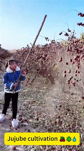 Jujube cultivation 🍒🌳💧