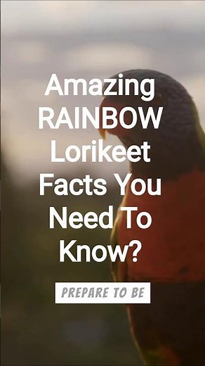 Amazing RAINBOW Lorikeet Facts You Need To Know?