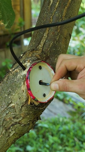 Le secret pour un jardin esthétique à petit prix ! 🤫🌿