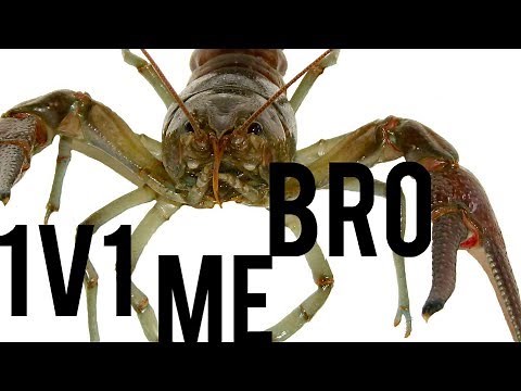 IT’S INTENSE! | Crayfish Fighting EXPLAINED!