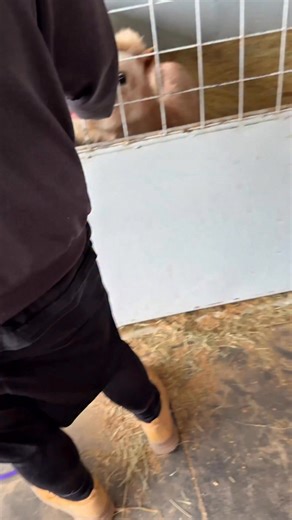 Nicole on Instagram: "Our boy Legend, our 24.5” full grown mini stallion, when he went out to his new pasture for the first time ❤️❤️❤️ #DVMFarms #minihorses #miniaturehorse #tinyhorse"