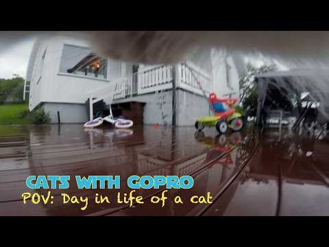 Cat with GoPro walks outside in the rain of boredom