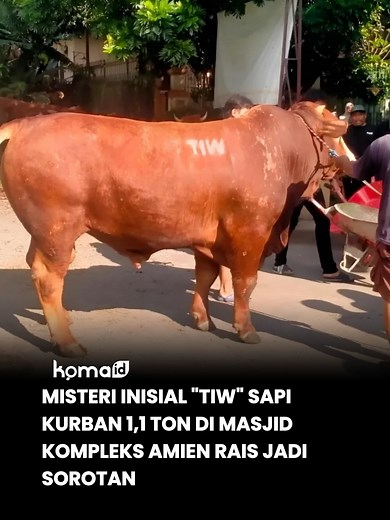 Seekor sapi kurban berukuran jumbo dengan bobot mencapai 1,1 ton menjadi perhatian warga di kawasan Gejayan, Sleman, Yogyakarta. Sapi berjenis Simental tersebut dikirim ke Masjid Fatahillah yang berada di lingkungan kompleks kediaman Amien Rais. Yang menarik perhatian publik, pada keterangan pengirim tercantum inisial