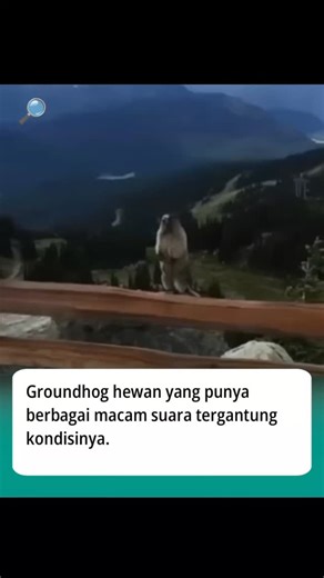 TWISTTFACT on Instagram: "Groundhog adalah hewan pengerat besar dari keluarga tupai tanah yang hidup di Amerika Utara. Mereka memiliki tubuh berotot dan tebal, dengan adaptasi fisiologis yang memungkinkan mereka bertahan dalam kondisi ekstrem, terutama melalui hibernasi panjang selama musim dingin. Hewan ini biasanya hidup di lubang bawah tanah dan aktif pada siang hari untuk mencari makanan seperti rumput, buah, dan sayuran. Selain itu, groundhog juga punya beragam suara buat berkomunikasi. Mul