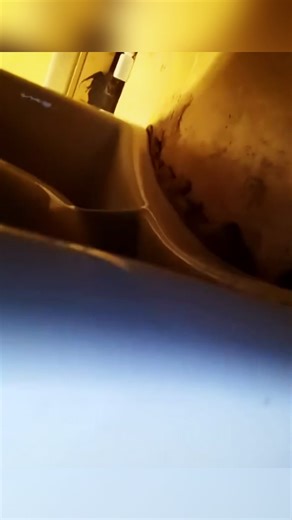 Cats Hiding: The Cutest Hide-and-Seek Moments