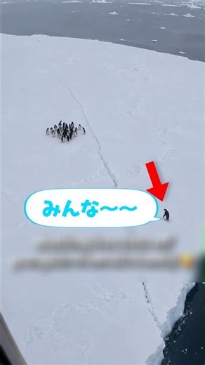 A thrilling solo journey for a penguin #penguin #animal #parade