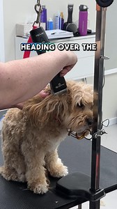 49K views · 271 reactions | Matted ears? Here’s how to clip safely...