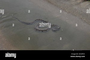 Diamondback Water Snake(Nerodia rhombifer) in water Stock Video Footage - Alamy